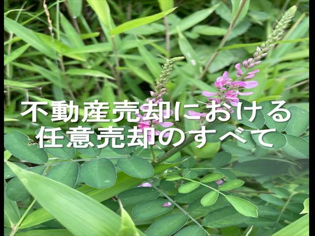 画像11589