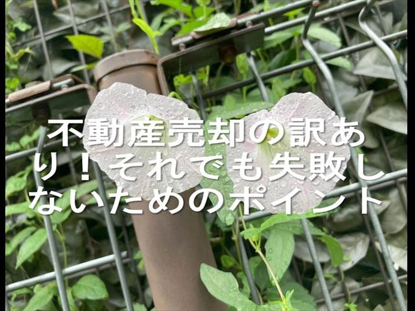 画像12975