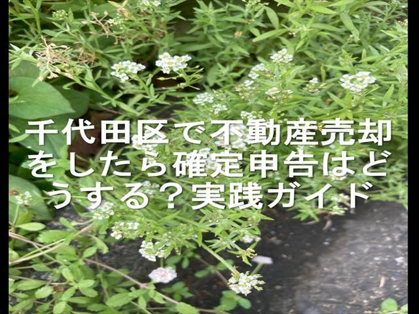 画像15662