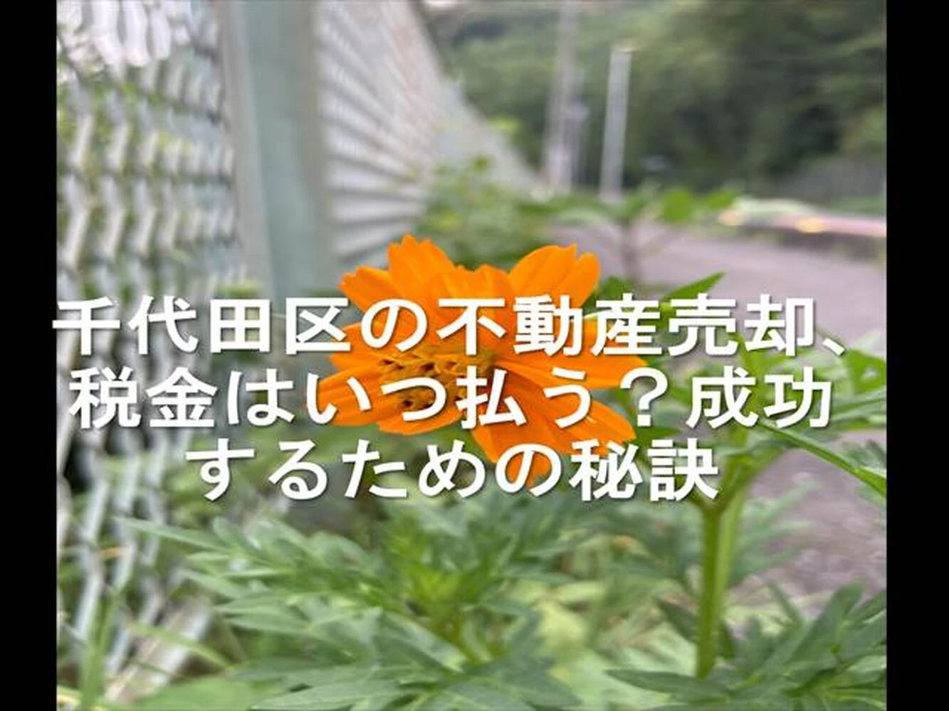 画像16255