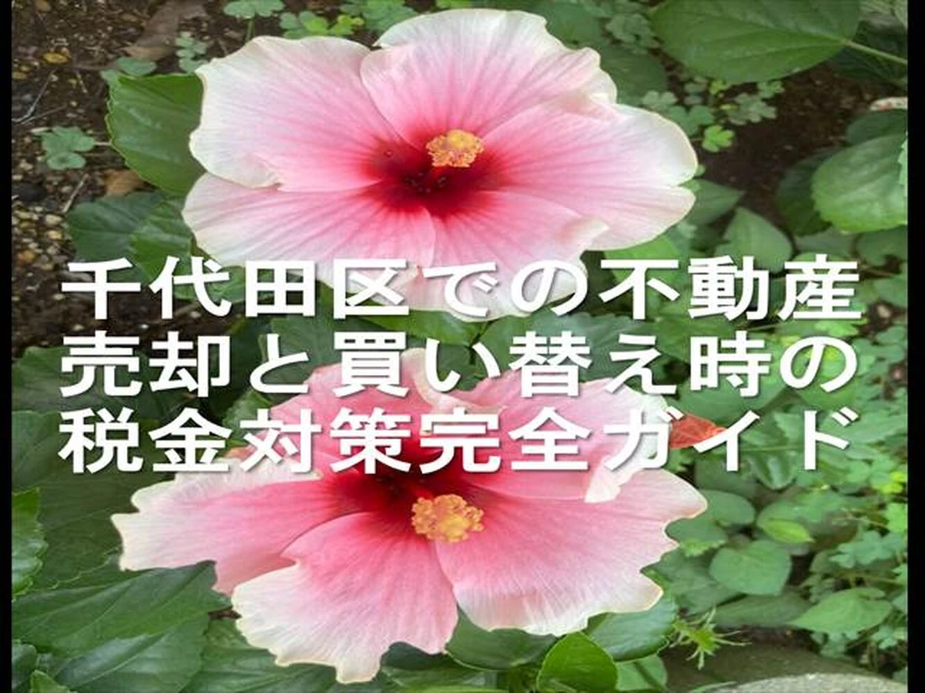画像16987