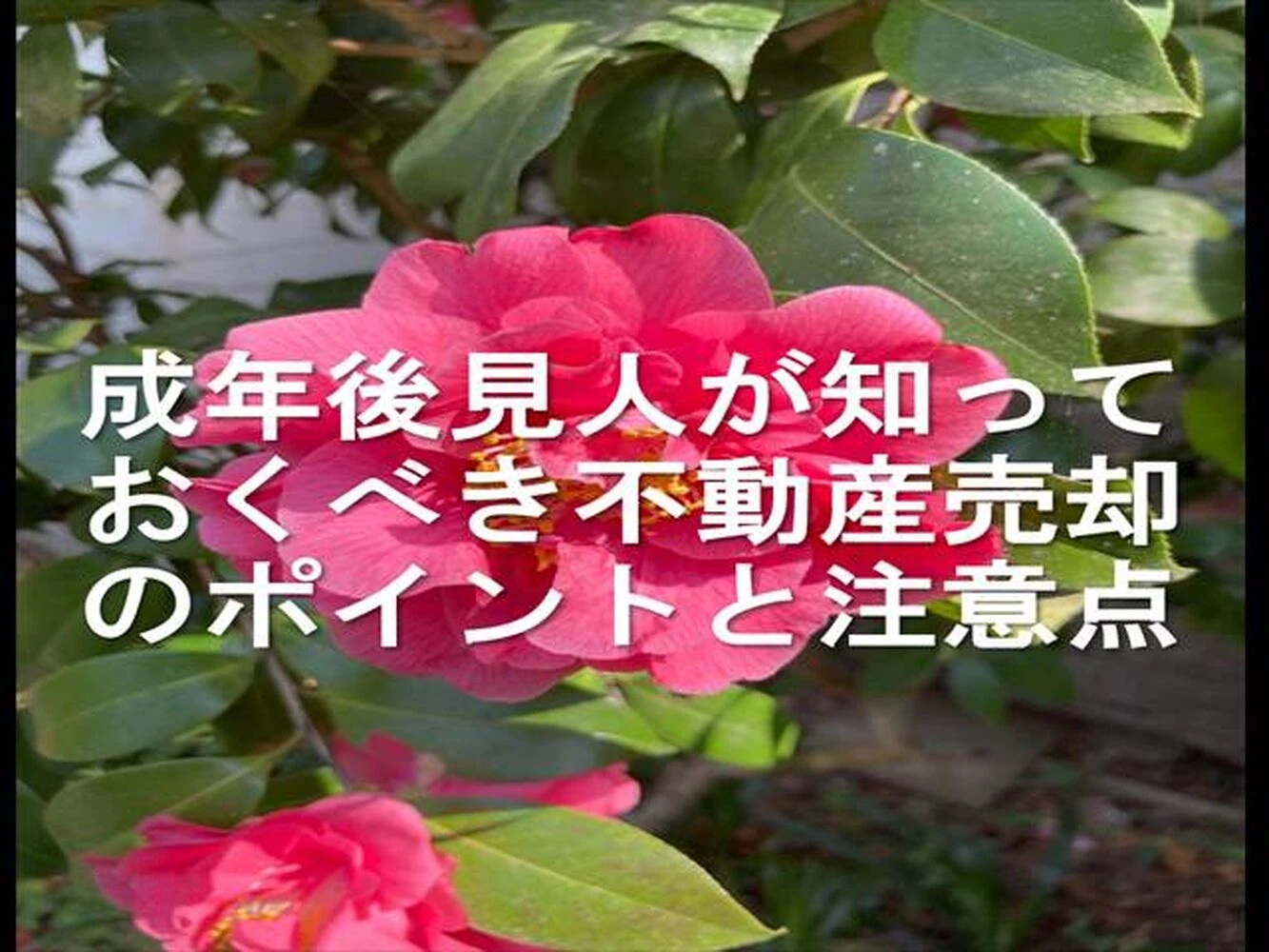画像21496