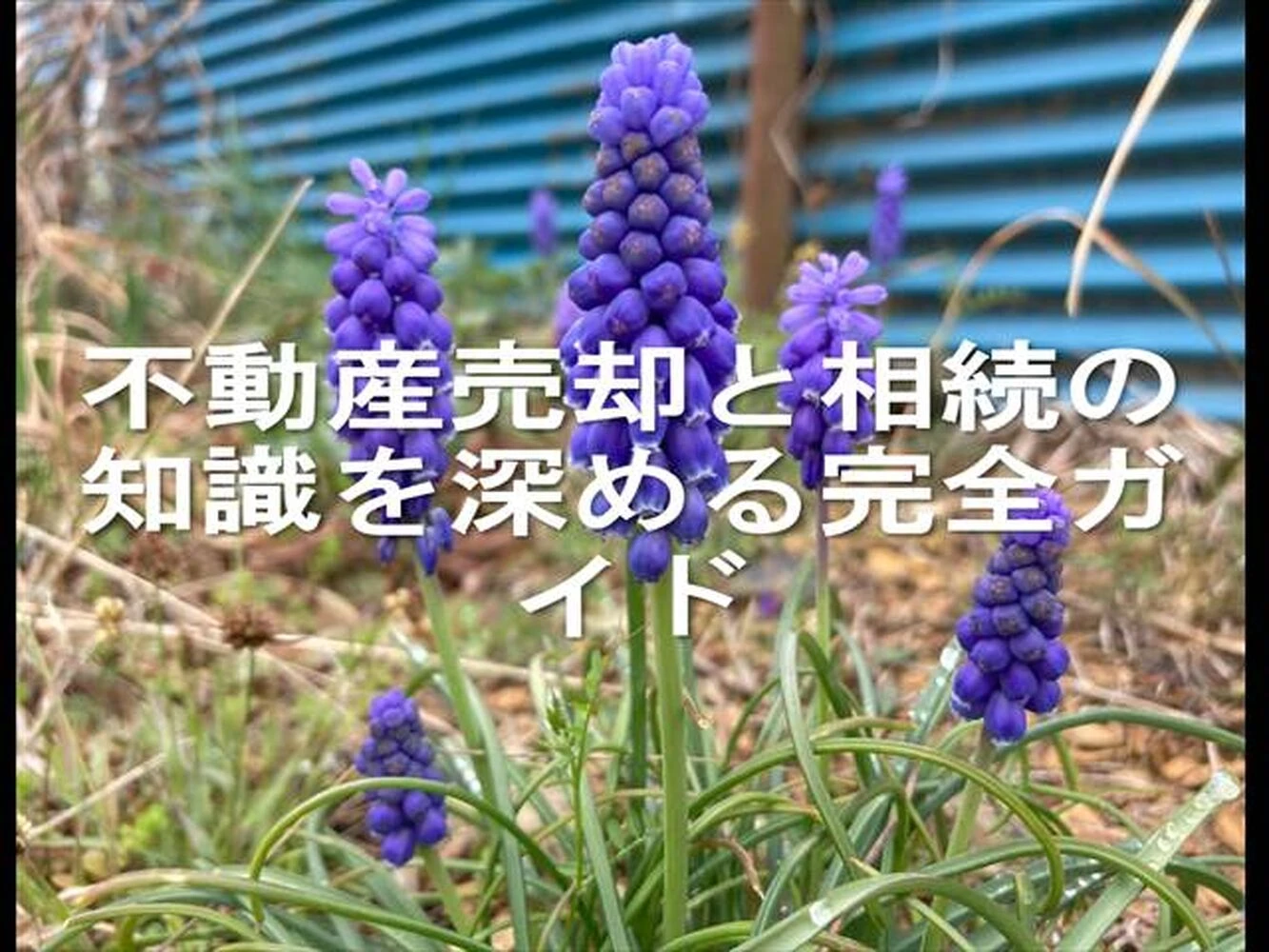 画像21586
