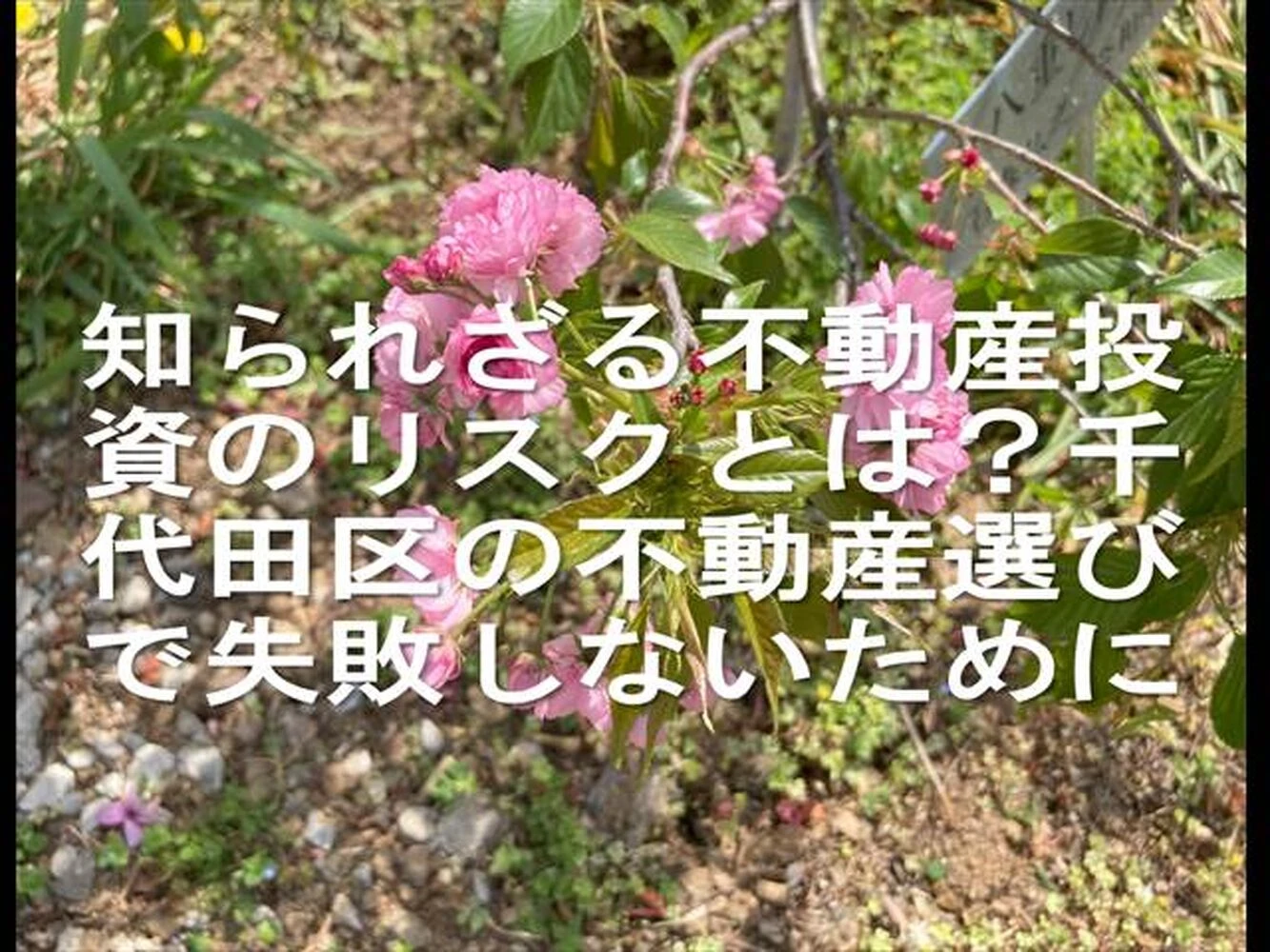 画像22219