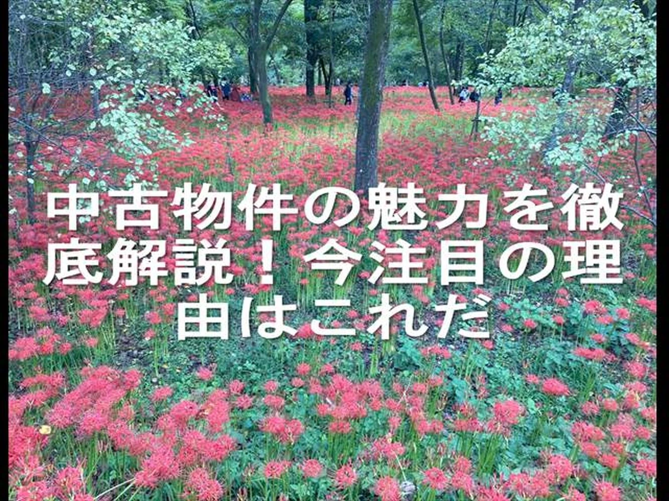 画像23541