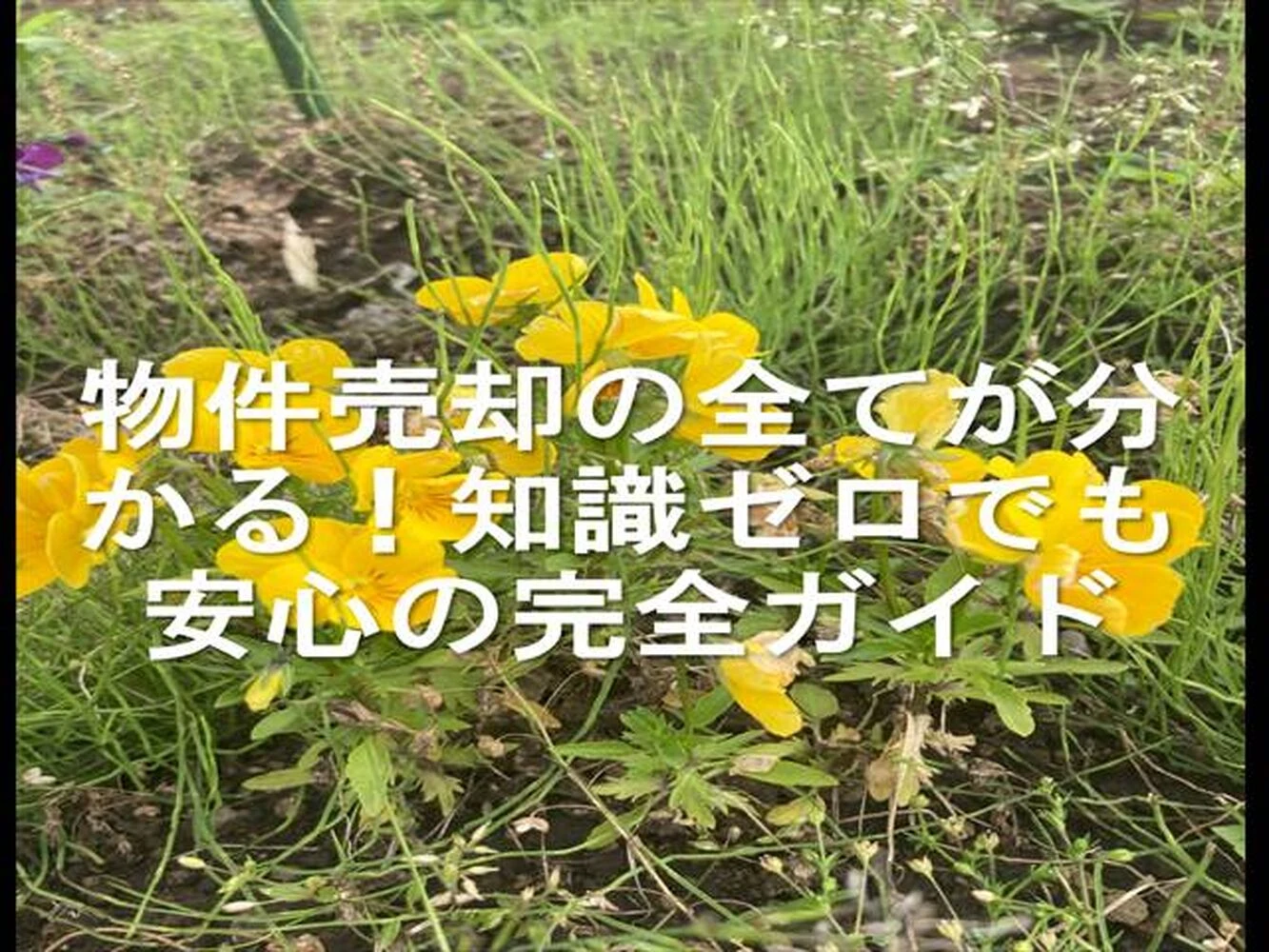 画像24254