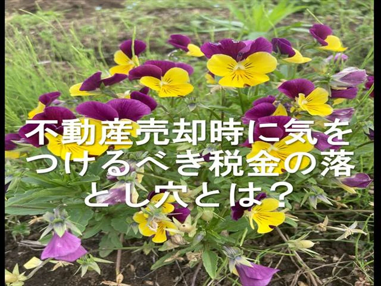 ブログ画像