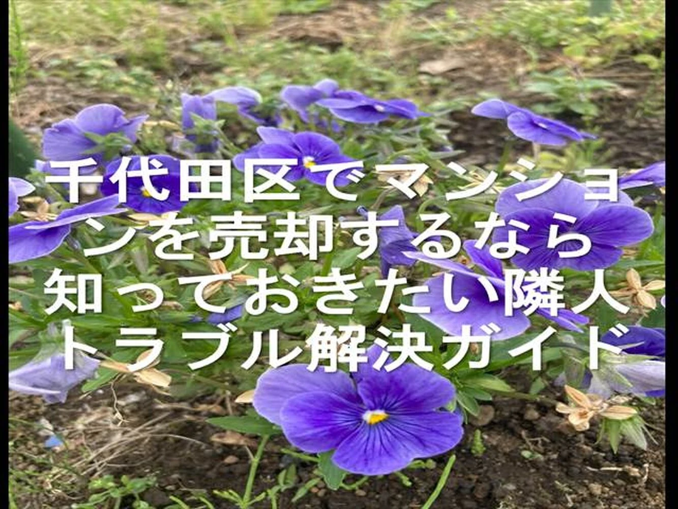 画像24287