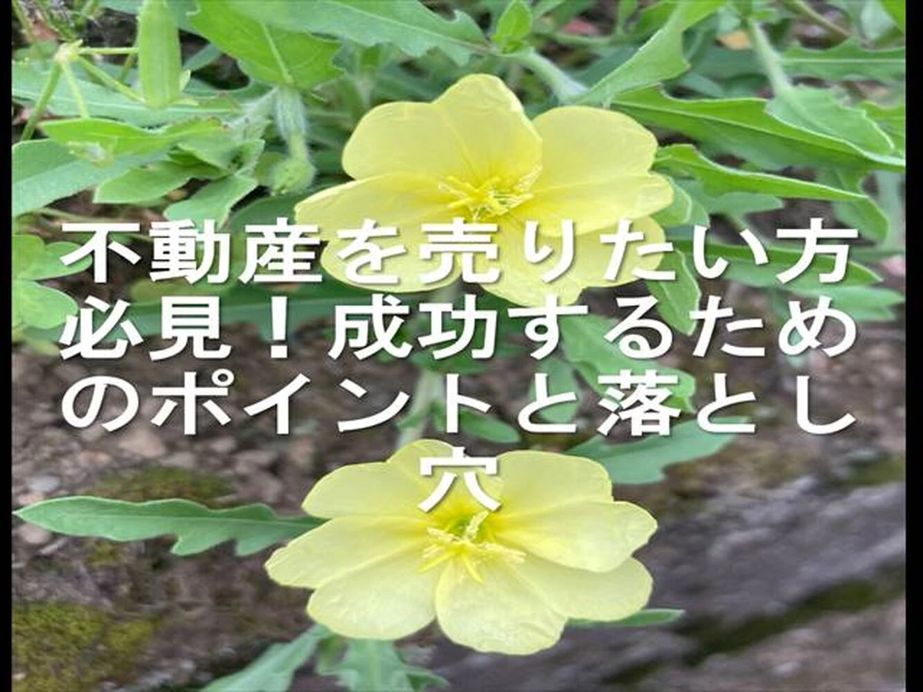 画像25183