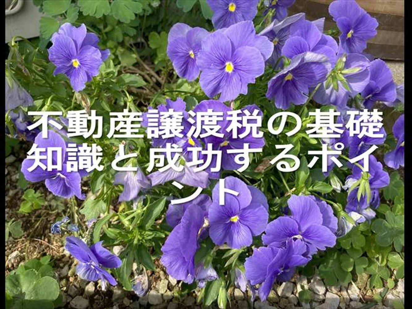 画像25226