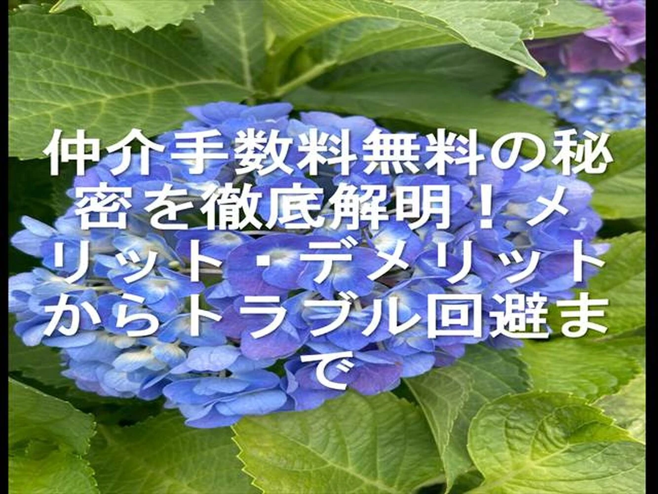 画像25244