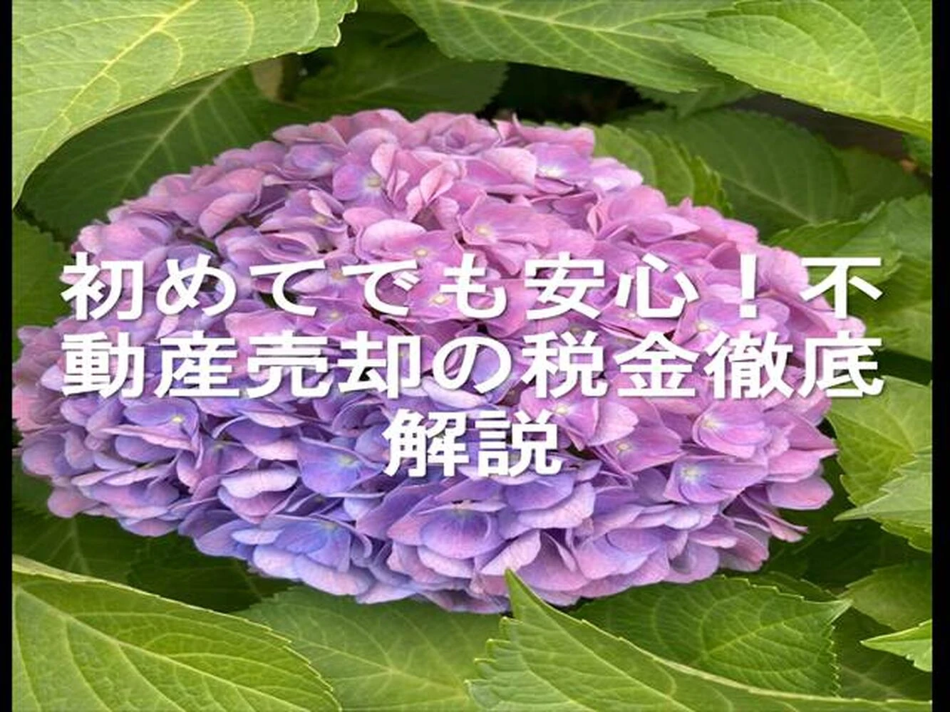 画像25542
