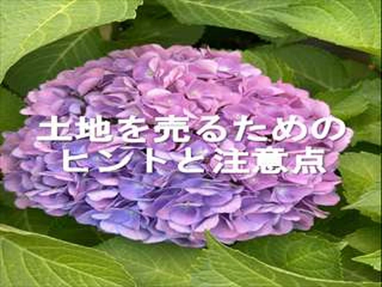 画像2833
