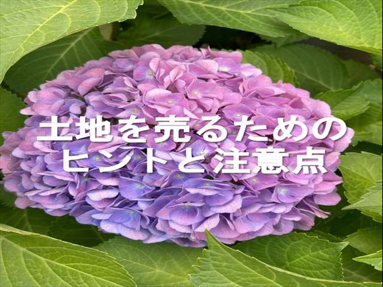 画像2834