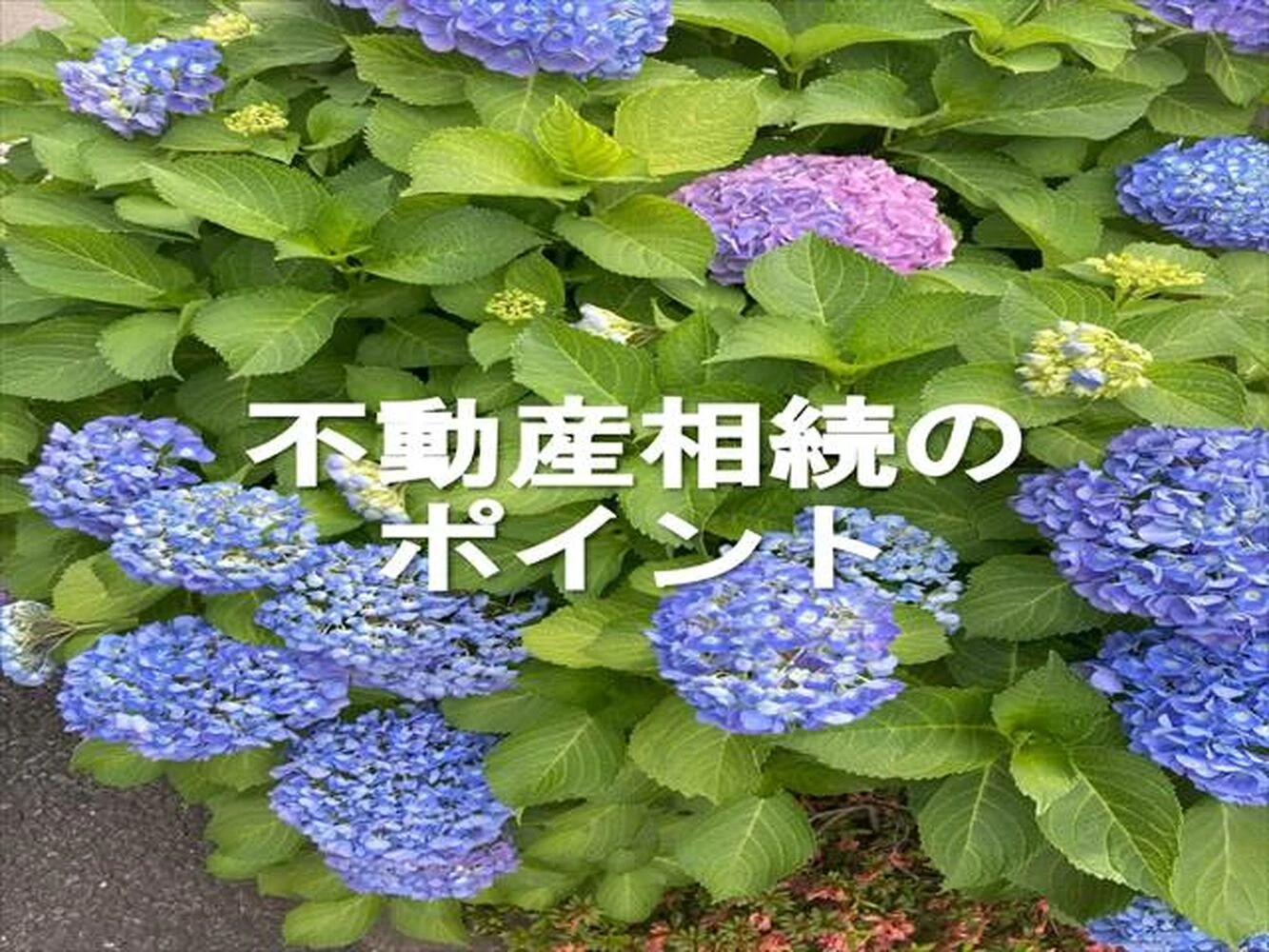 画像3997