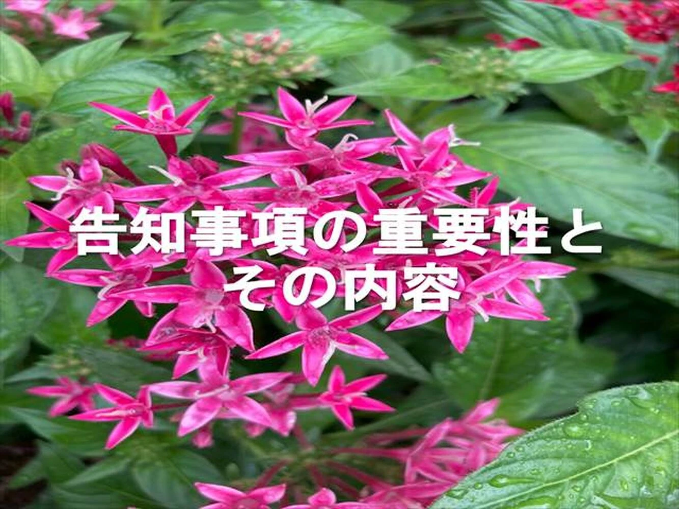 画像6099
