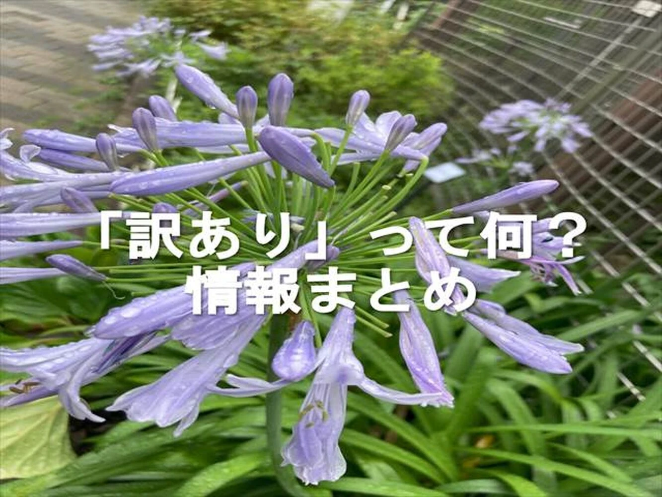 画像6454