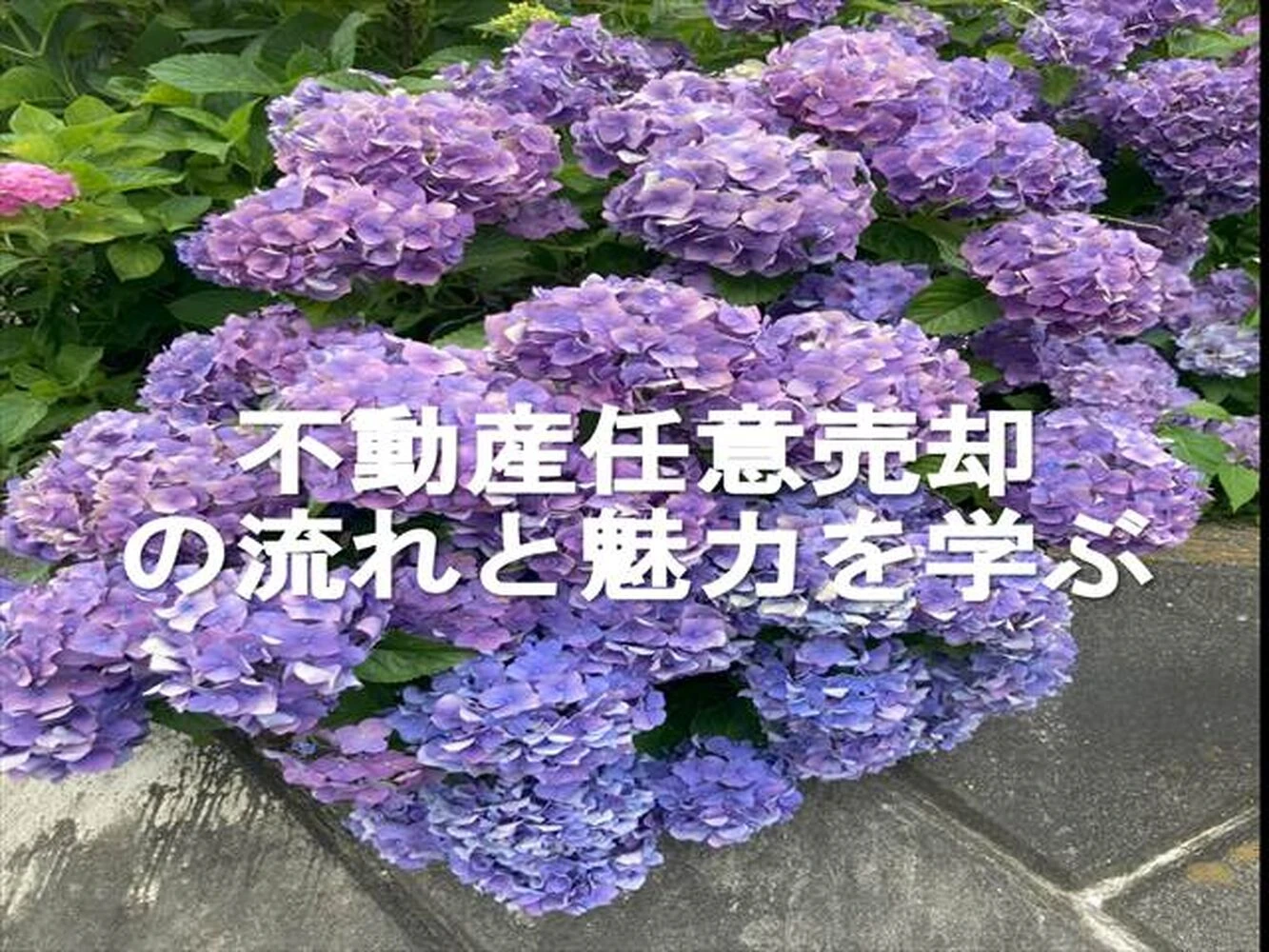画像8283